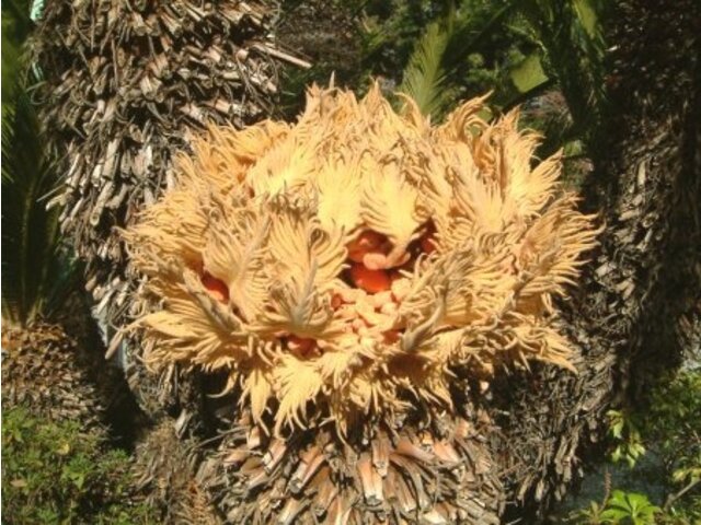 Cycas revoluta