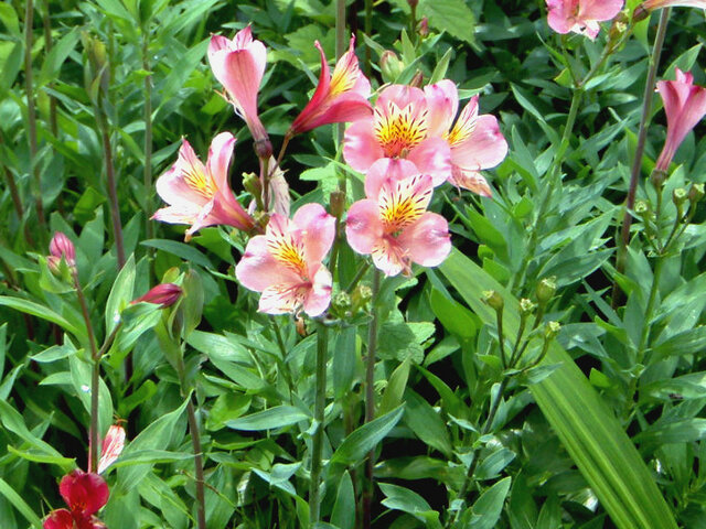 誕生花 8月9日 赤いアルストロメリア かぎけん花図鑑