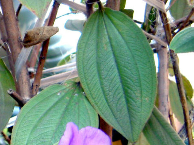 Tibouchina urvilleana