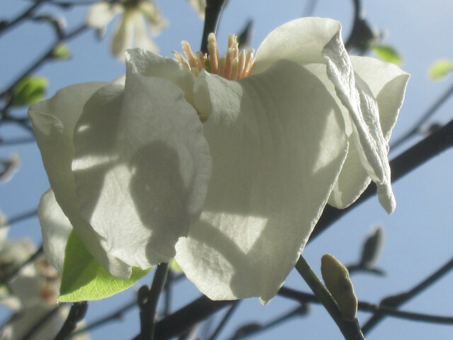 Magnolia kobus