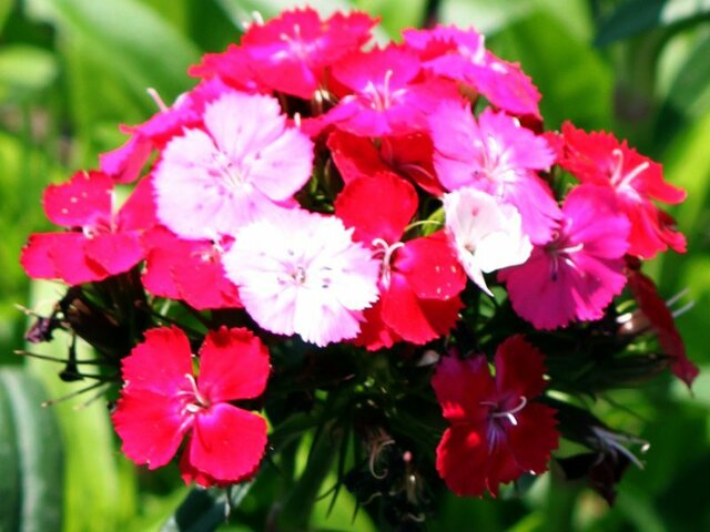 Dianthus