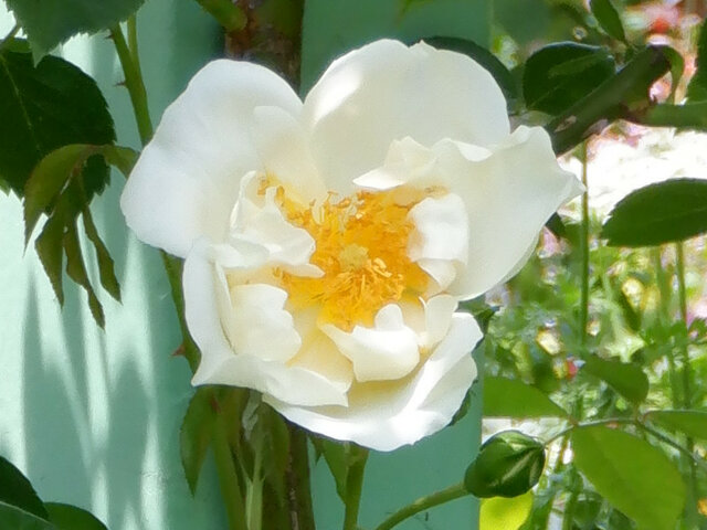 Rose (Rosa 'Las Vegas') in the Roses Database 