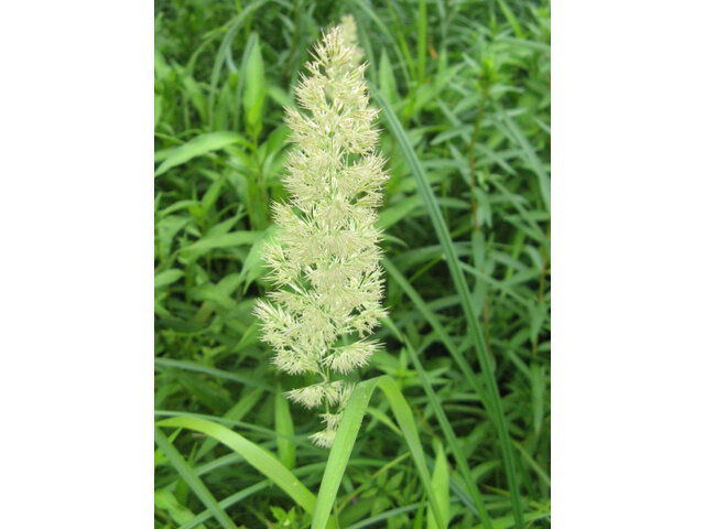 Calamagrostis epigejos