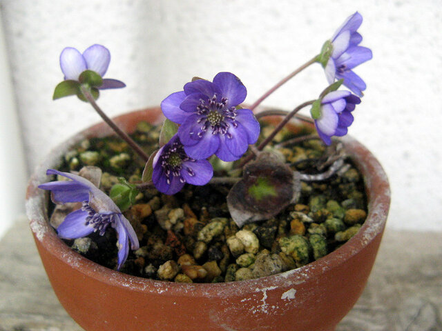 Anemone hepatica