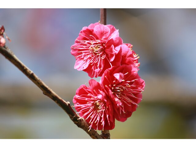 梅 ウメ うめ かぎけん花図鑑