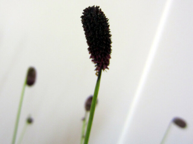 Sanguisorba officinalis