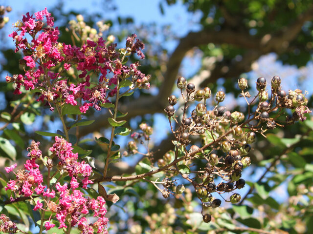 Lagerstroemia Indica