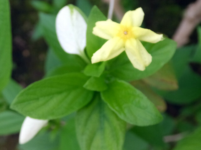 ウの花 かぎけん花図鑑