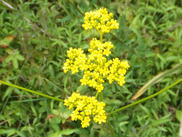 黃花龍芽草