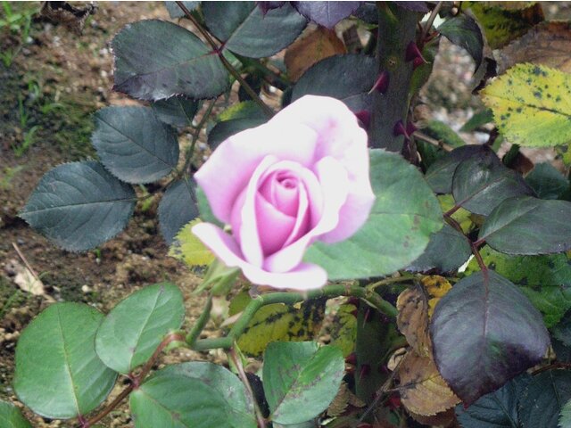 Rose (Rosa 'Petite Pink Scotch') in the Roses Database 