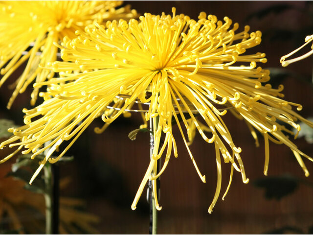 十一月的黄色花 22年 科技研花图画书