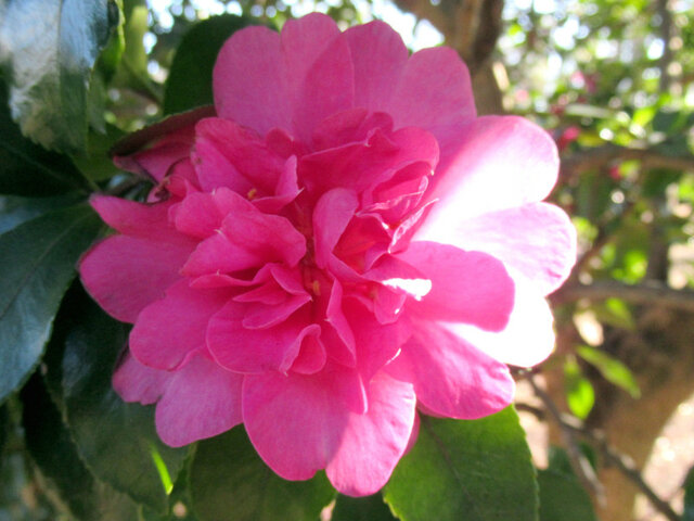 Camellia sasanqua