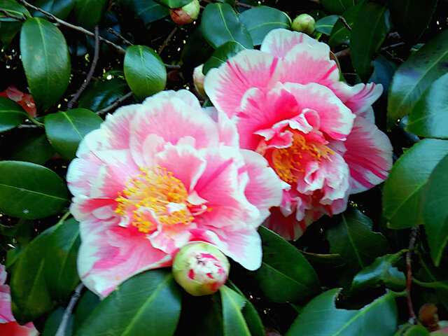 Camellia Tamadare