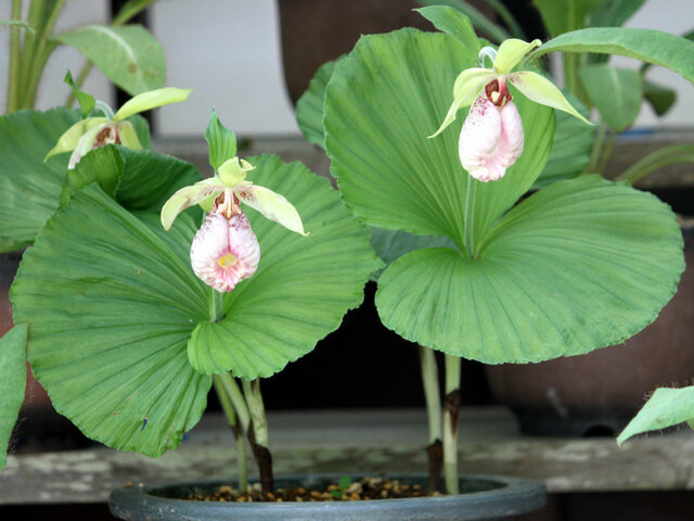 面白い植物 かぎけん花図鑑