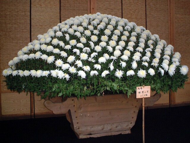 Chrysanthemum morifolium