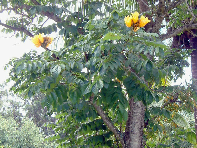 黄花火焰樹