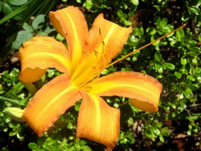 Hemerocallis fulva