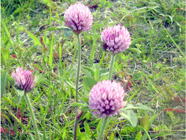 Red clover