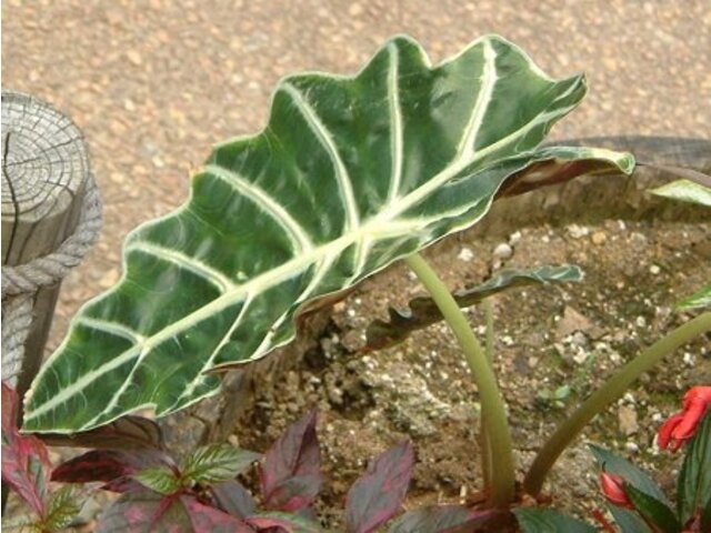 アロカシア アマゾニカ Alocasia Amazonica かぎけん花図鑑