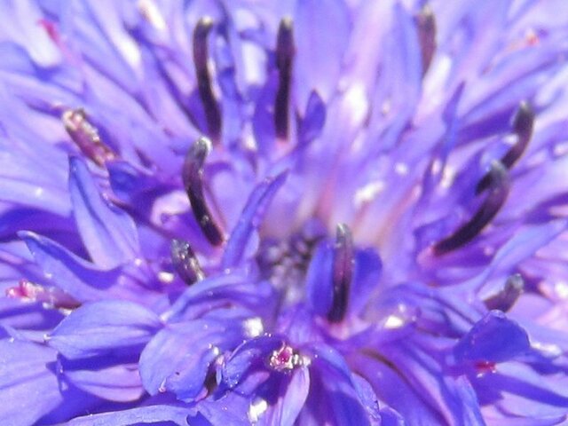 Cornflower