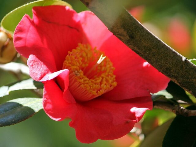 Camellia Komyo