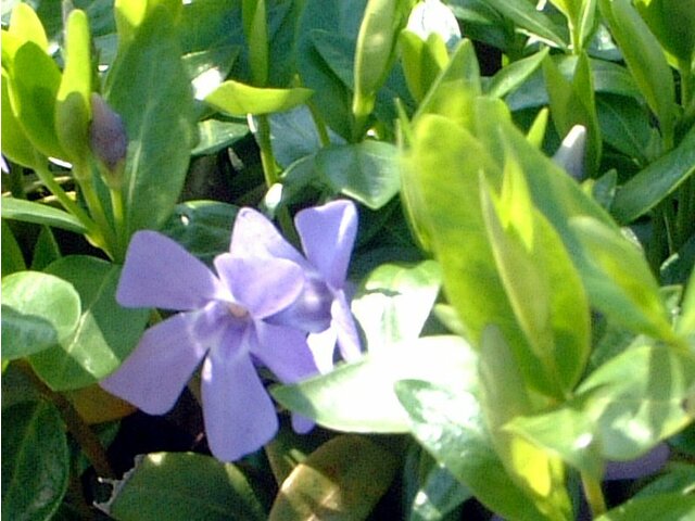 Vinca minor