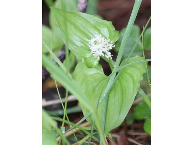 舞鹤草 Maianthemum Dilatatum 科技研花图画书