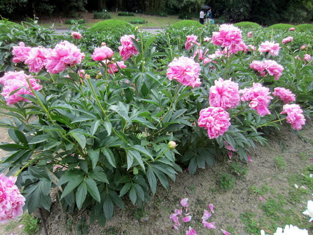 芍薬　滝沢赤