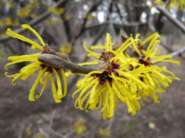 Chinese witch hazel