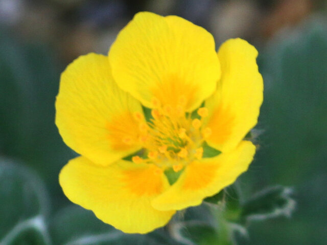 Potentilla megalantha