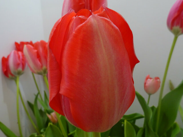 Tulip’’Kurenaibijin’