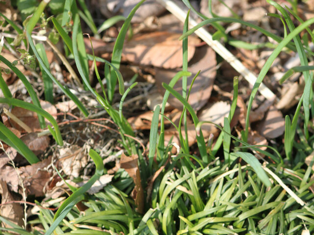 Allium tuberosum