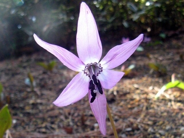 Dog tooth violet