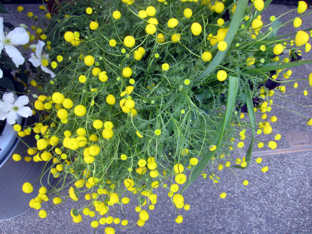 Pentzia grandiflora