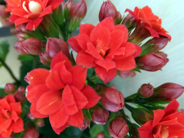 Kalanchoe