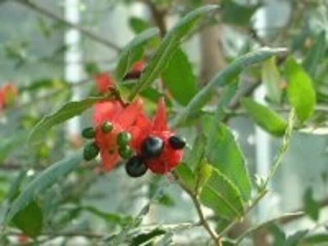 ミッキーマウスノキ Ochna Serrulata かぎけん花図鑑