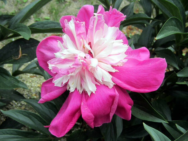 Paeonia lactiflora 'Tokimeki'