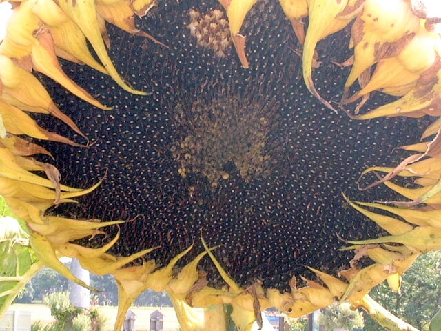 Sunflower