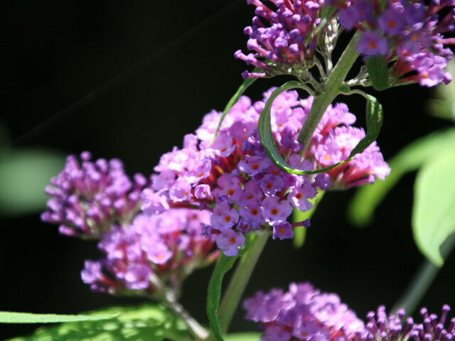 summer lilac