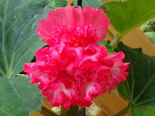  Begonia tuberhybrida 'Pink Marginata' 