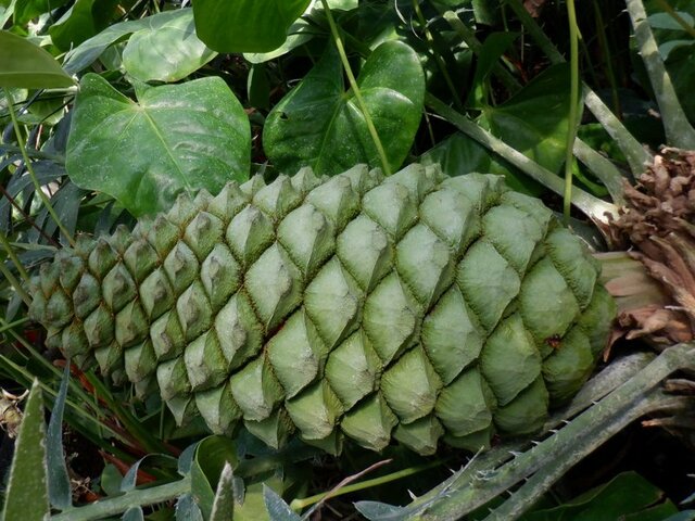 Encephalartos manikensis