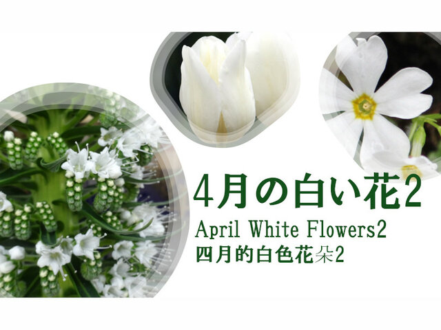 特集4　白い花(４月編一覧の2)