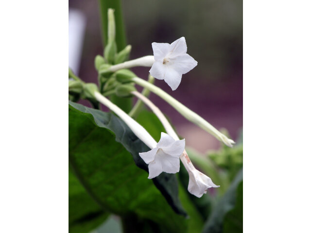 Nicotiana