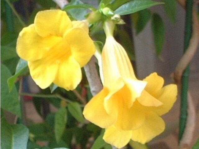 アリアケカズラ Allamanda Cathartica かぎけん花図鑑