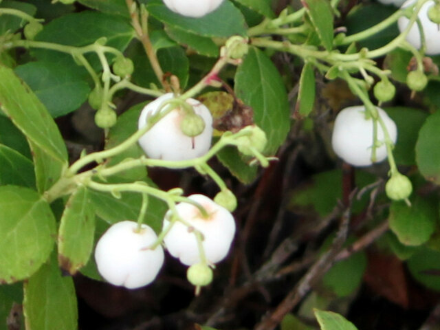 Gaultheria pyroloide