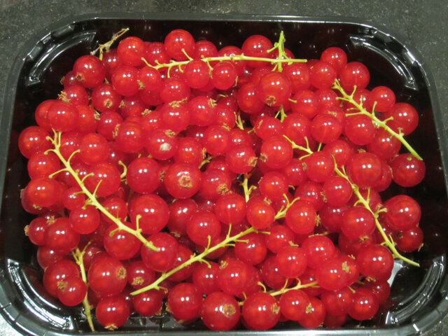 Redcurrant