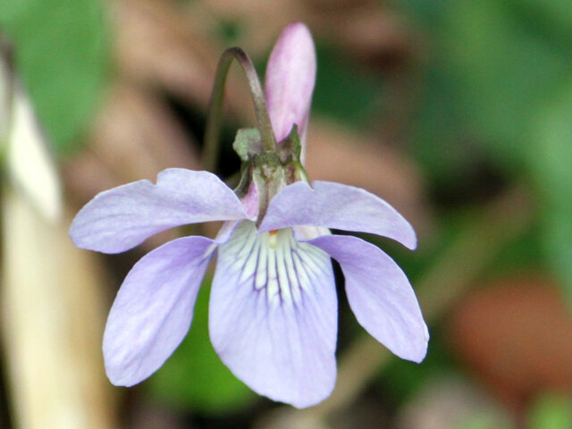 Viola grypoceras