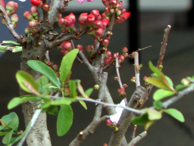 Flowering quince