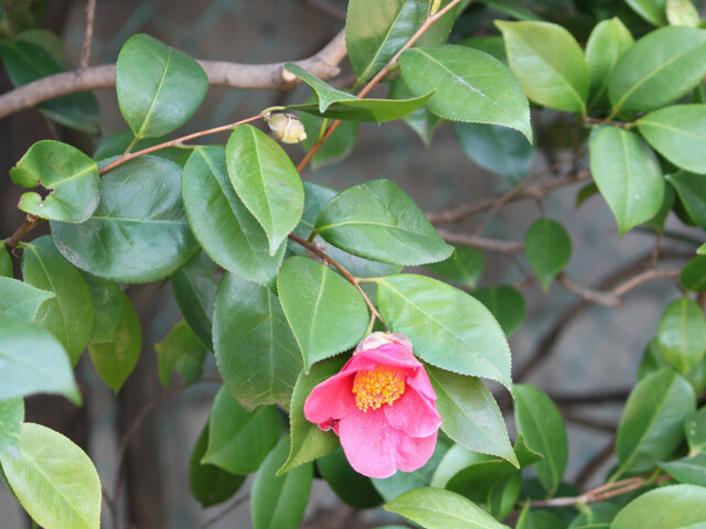 1月2日の誕生花 赤椿 白いヒヤシンス 蝋梅 黄色い水仙 竹 孟宗竹 科技研花图画书