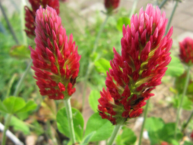 crimson clover